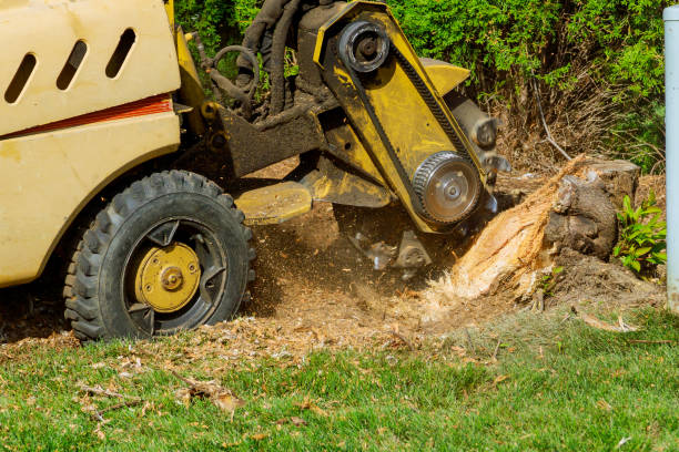 Best Arborist Services Near Me  in Hertford, NC